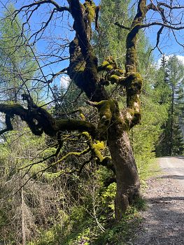 Wildkräuter
